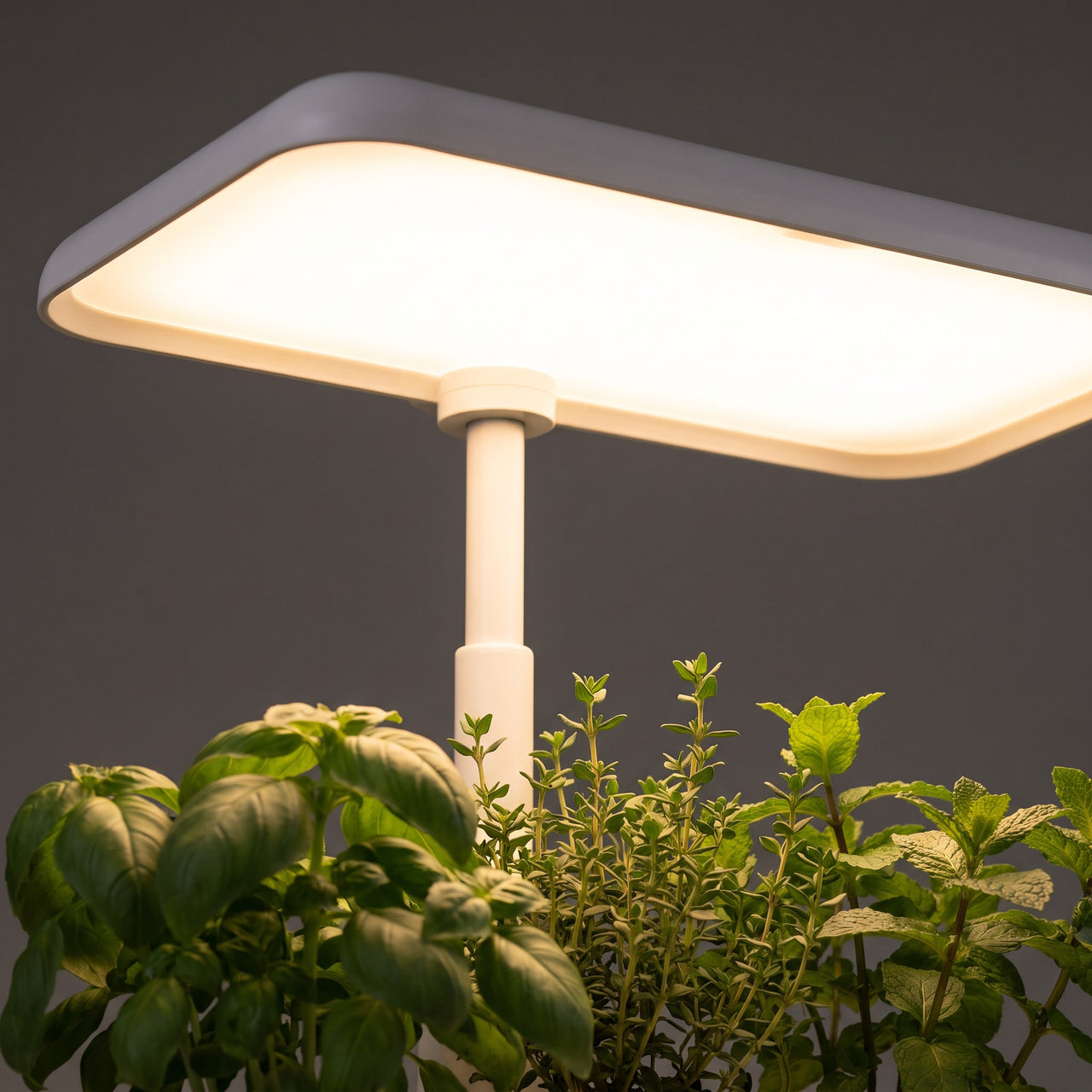 Verdia One - lumière LED et herbes
