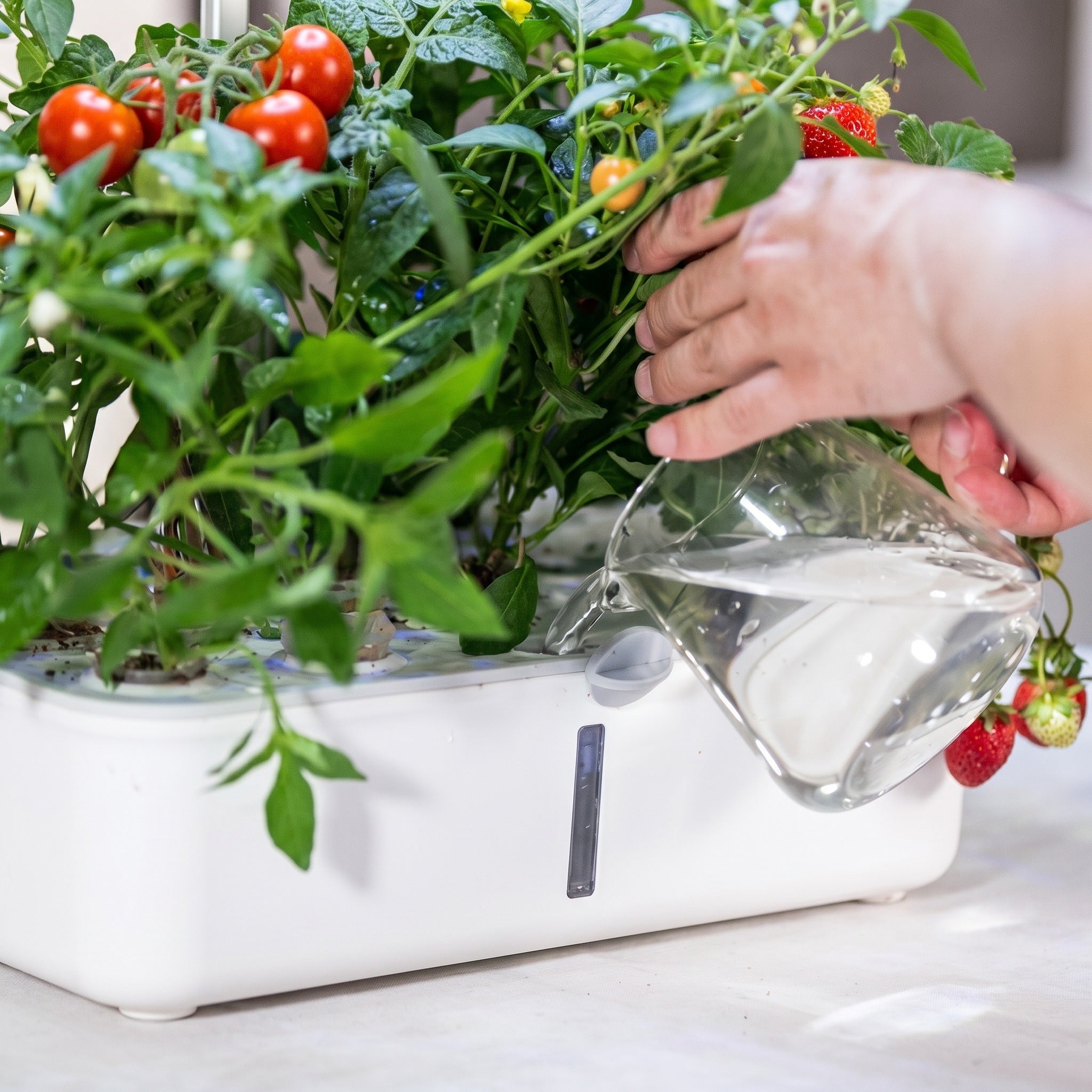 Remplir et planter le Verdia One